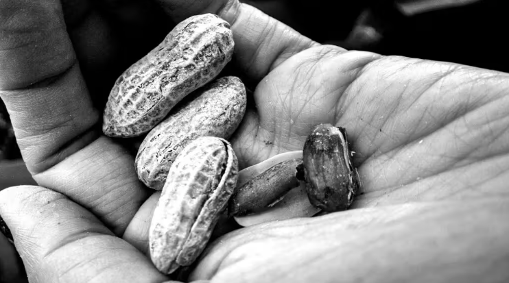 2 servings of peanuts daily may help boost brain health