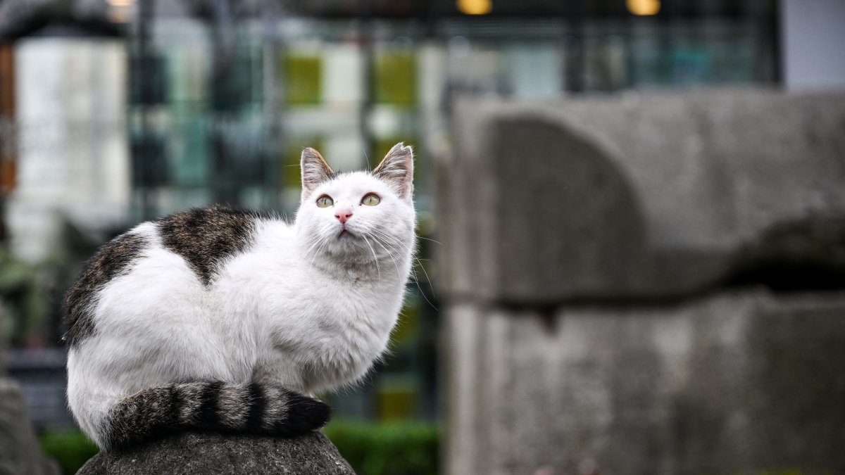 宠物与健康：猫咪如何为人类抗癌研究提供新线索