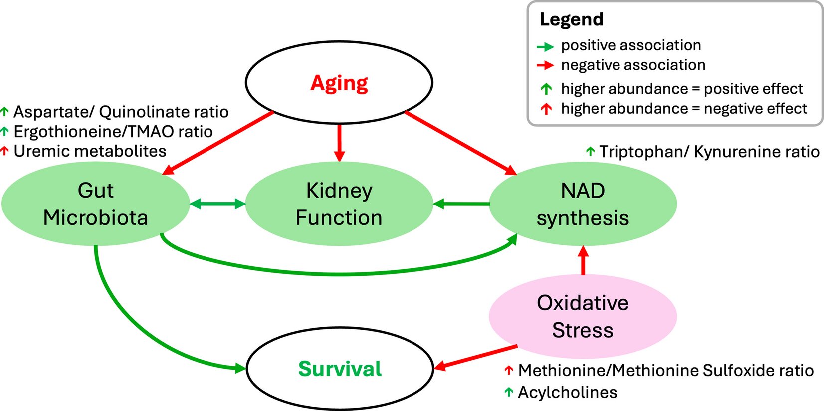 Bile Acid and Steroid Signatures: Exploring the Metabolic Secrets of Extreme Longevity