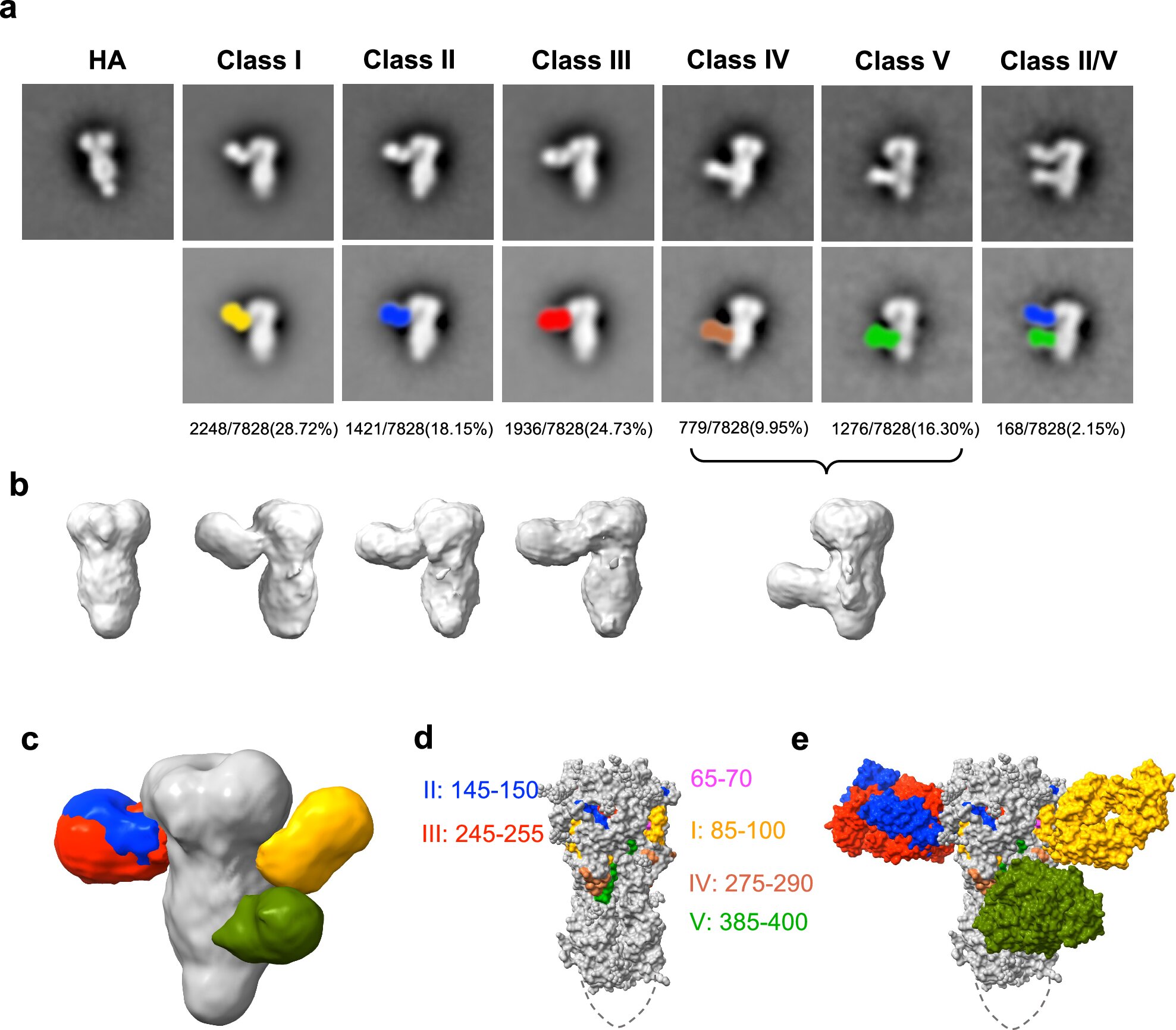 New Breakthrough in Flu Vaccines: Targeting 'Epitopes' for Broader Protection