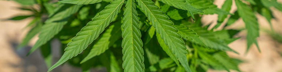 医疗大麻常见的7种健康用途