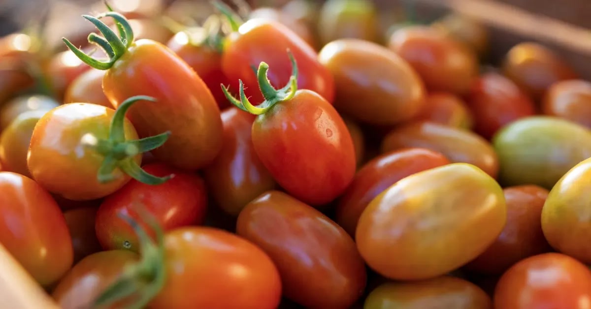 Tomatoes and Heart Health: How Lycopene Helps Protect Your Cardiovascular System
