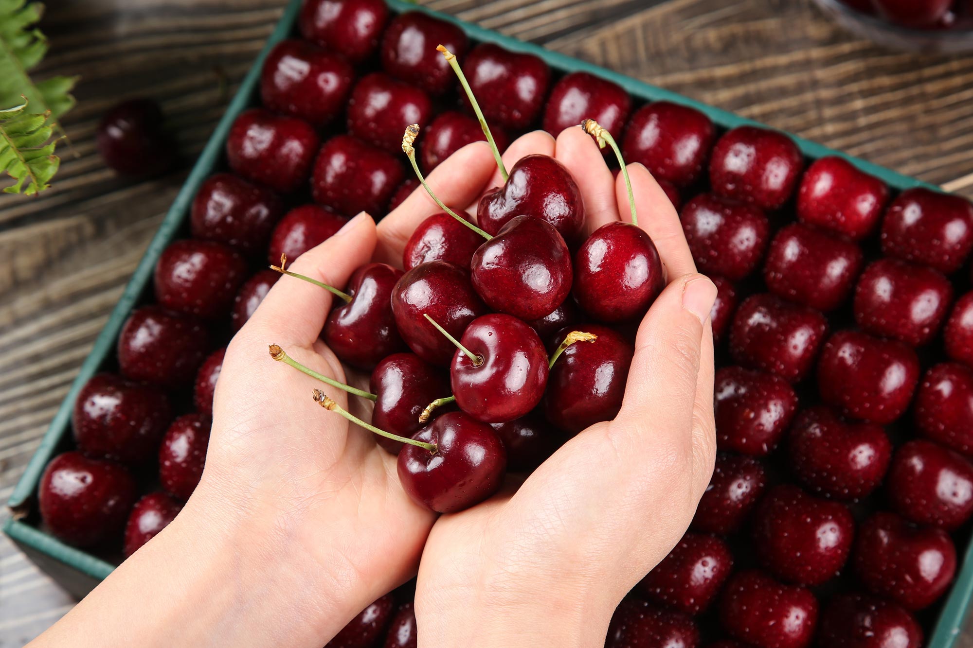 Natural Compounds in Dark Sweet Cherries May Slow Triple-Negative Breast Cancer Growth and Metastasis
